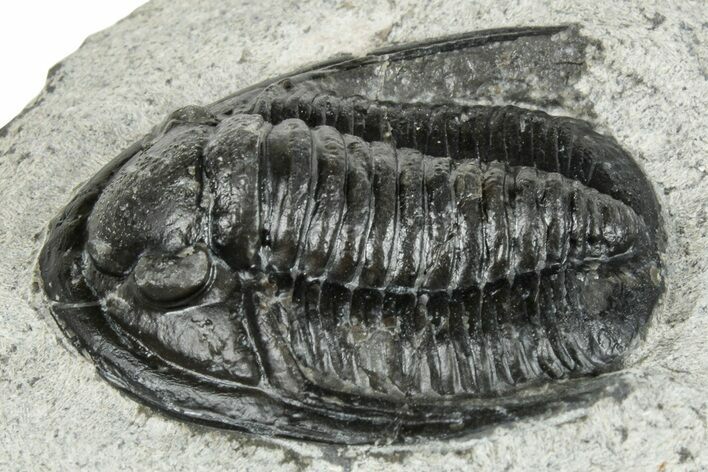 Diademaproetus Trilobite Fossil - Morocco #251028